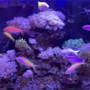 ハナダイ・ハナゴイ乱舞水槽まずまずの出来