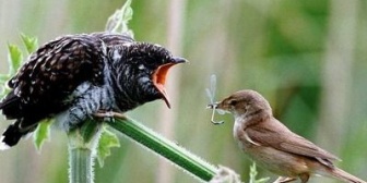 20年生きててはじめて自分が托卵の子だと知った。問題の母と叔父は逃げて、父と兄からの憎悪が残った私に向けられた