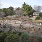 『LAOWAによる横浜・大倉山公園の梅　2024/02/22』の画像