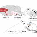 ストレス性排便を起こす経路発見
