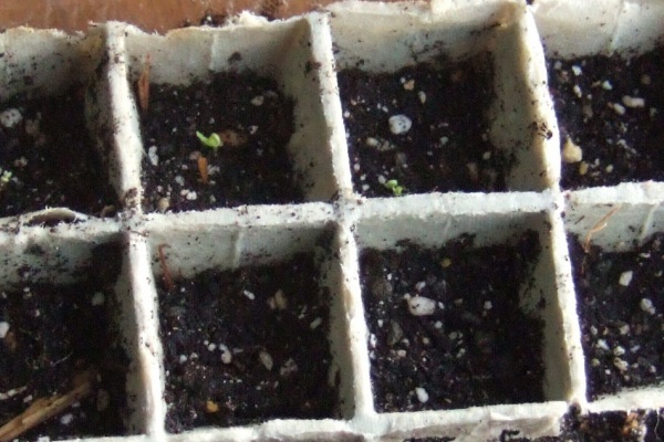 明日の樹 フェイジョア