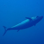 水が苦手な50男の海日記