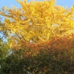 好奇心の植物観察