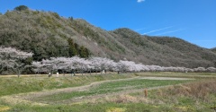 兵庫　上郡　お花見ツーリング