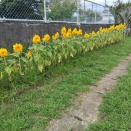 ひまわり🌻