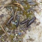 富士山トンボ池通信
