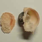 図鑑を作る（二枚貝編）