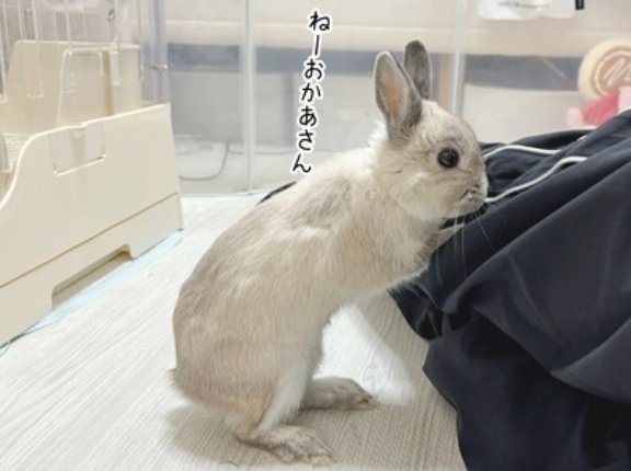 うさぎのルリとハムスターのプリン(12/17追記)