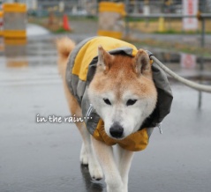 黄色だらけの雨散歩♪