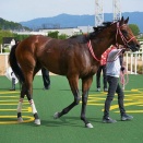 海外「日本の競走馬が奇跡を起こした！」サウジカップで史上初の連覇を成し遂げたフォーエバーヤングに対する海外の反応