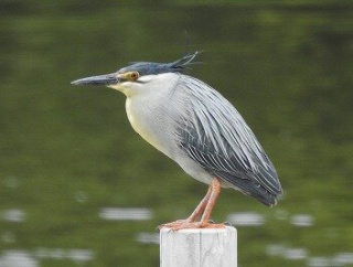 2026年6月24日の野鳥公園