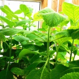 『緑砦館物語(333)アグリ作業(262回)333回記念』の画像