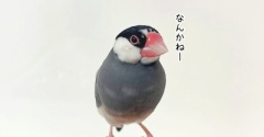ガラの悪い尾羽