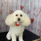 トリミングのお客様(7・8日)part1