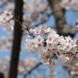 『春満開です』の画像