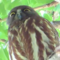 2026天然記念物大銀杏でアオバズクを撮る5🦉📸（足利市鑁阿寺）