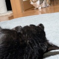 手前は　かえでちゃん
