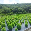 志摩市観光農園　コキア