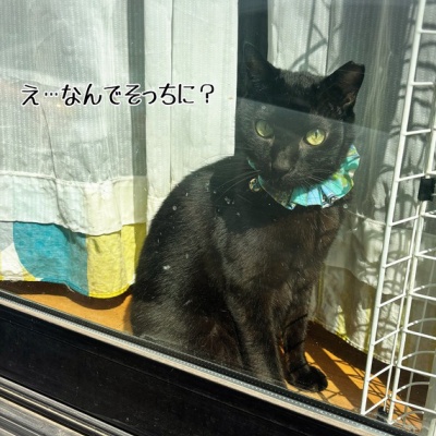 livedoor