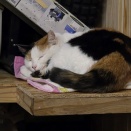 今週はネコに会いました