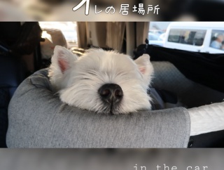 犬の指定席は、後部座席。さて、飼い主の燃えポイントは？