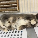 ころがりちゃん