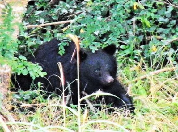 母クマサン、子供2人が檻に捕まりオロオロしていたら人間に殺される