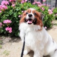 7月7日、オジーの四十九日とパピヨンありがとうの日