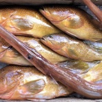 中澤さかな晴釣雨読日記