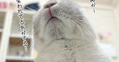 うさぎのルリ(4/21追記)