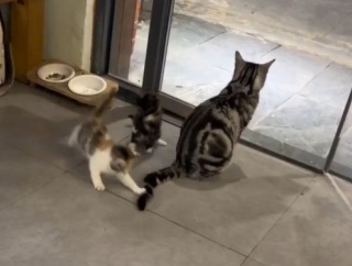 2匹の子猫をもつママ猫にとって「しっぽ」はこんなに便利