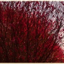 3/8晴天の夜明けの春色見沼田んぼで沿線に咲く　朝日に輝く桃の花　と武蔵野線２０９系普通電車