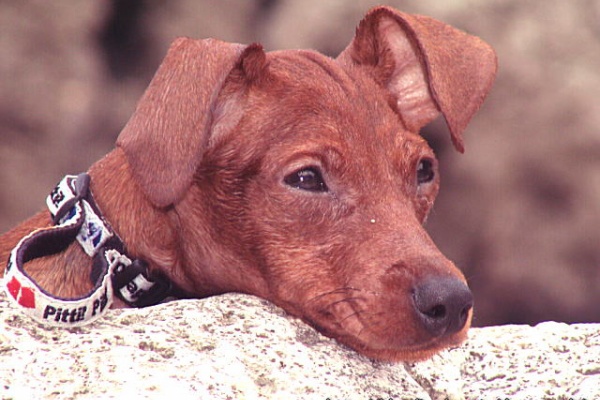 我輩は犬である