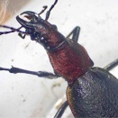 ツシマカブリモドキ　飼育記