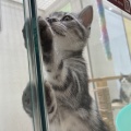 アメリカーーん　kawaii😻