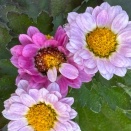 【言葉が変われば未来も変わる】 3117