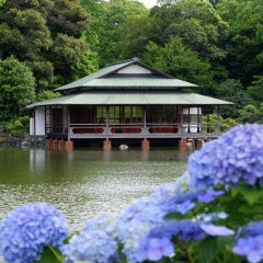 紫陽花咲く「清澄庭園」へ