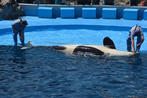 サメ シャチ好き集まれ情報局 名古屋港水族館シャチ