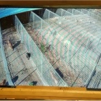 NPO犬猫みなしご救援隊・代表ブログ・みなしご庵へようこそ