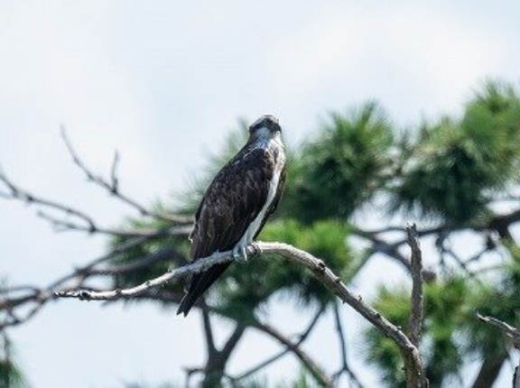 2026年8月18日の野鳥公園