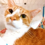 『ビスコ君、ありがとう。』の画像