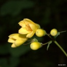 キレンゲショウマ《黄蓮華升麻》（アジサイ科）