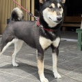 流石の金章犬もみじちゃんです！