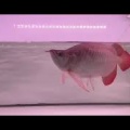 烈！？珍！？