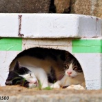 あまネコ写真家メグネコ500の野良り、暮らりネコぶろぐ☆