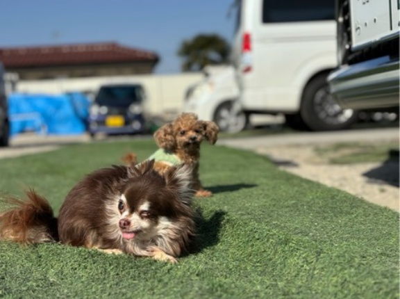 今日もバタバタと忙しいシェルターです。💦