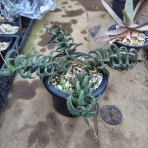 アガベブログ・サイタマ