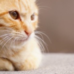 明日から使える★幸せになるための心理術ブログ【悪用厳禁】