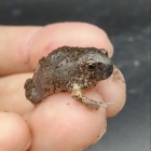 『爬虫類・両生類入荷情報！』の画像