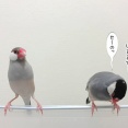 ランウェイを目指す